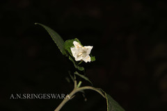 Strobilanthes decurrens